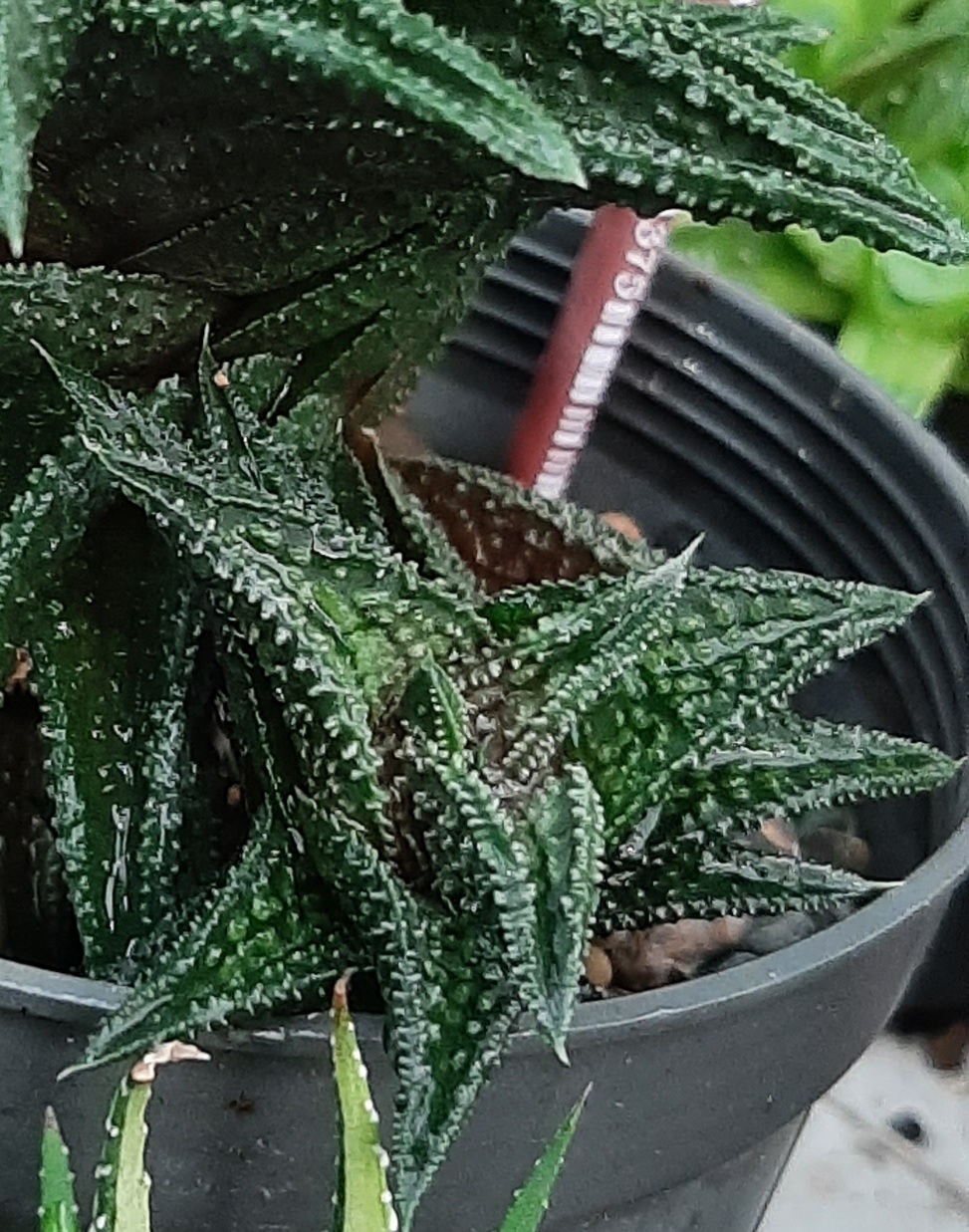 گیاه پاجوش در کنار مادر است و در زمان فروش با ریشه جداسازی و ارسال میگردد