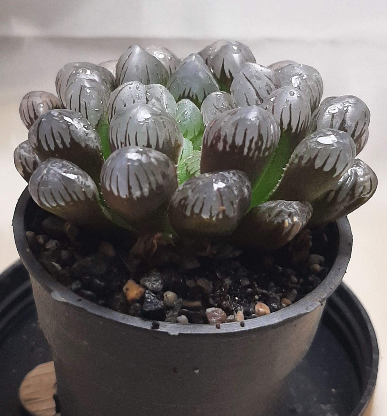 پیشنهادهای شگفت‌انگیز